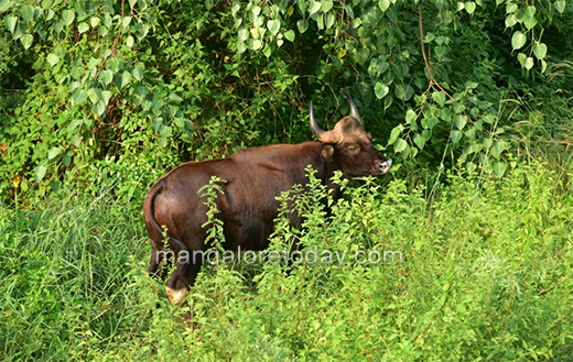 wild buffalo05may2020
